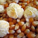 Mushroom Popcorn (25 LB)