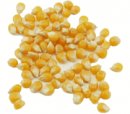 Medium Yellow Popcorn (25 LB)