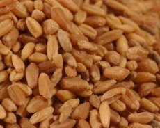 Bronze Chief Hard Red Spring Wheat (50 LB)
