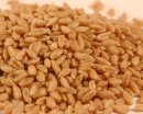 Prairie Gold Hard White Spring Wheat (50 LB)