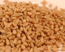 PG Hard White Spring Wheat (50 LB)
