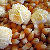 Mushroom Popcorn (50 LB)